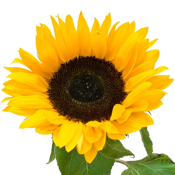 stock image Sunflower