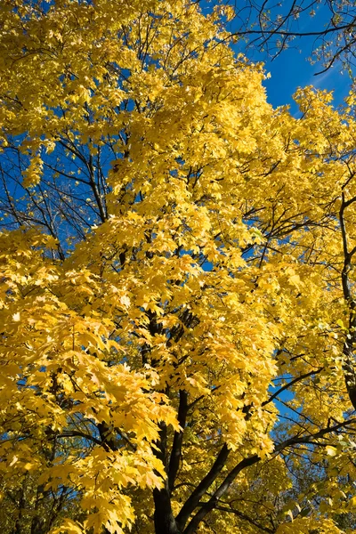 Maple in herfst — Stockfoto