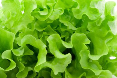 Lettuce clipart