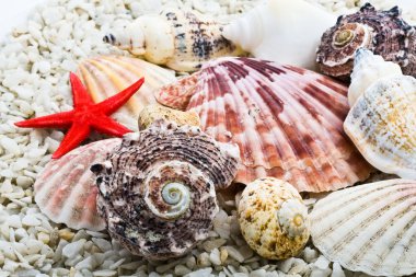 Shells clipart