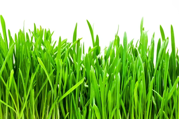 Gräs — Stockfoto