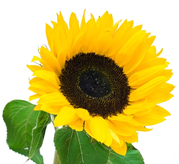 stock image Sunflower