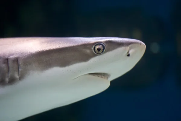 Tiburón —  Fotos de Stock