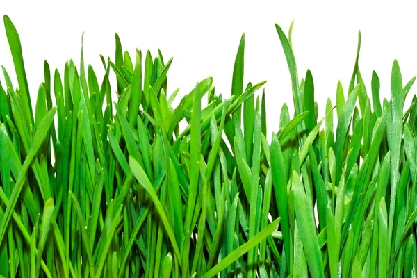 Beyaz arka planda taze yeşil çimen — Stok fotoğraf