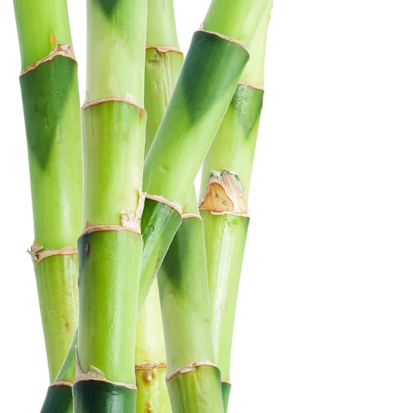 stock image Bamboo