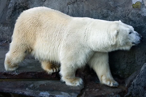 Eisbär — Stockfoto
