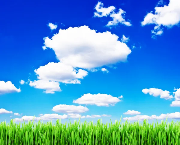 Çimen ve Gökyüzü — Stok fotoğraf