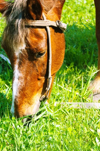 stock image Horse