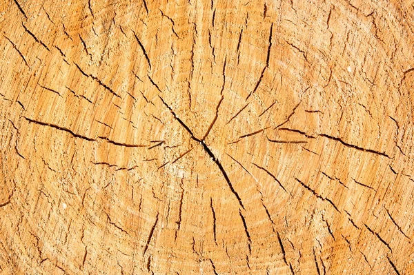 Tree — Stock Photo, Image