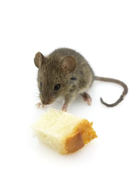 stock image Hungry mouse