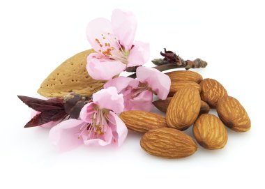 Almonds with flowers clipart