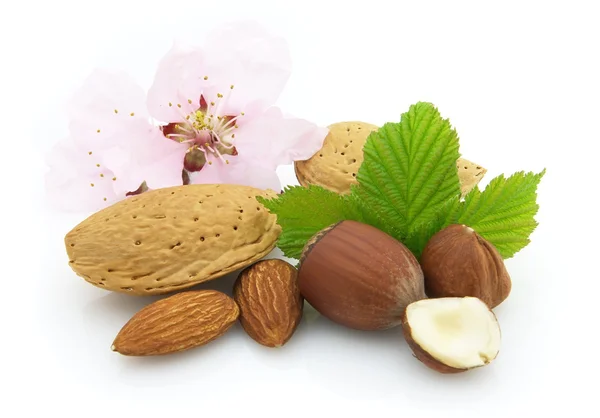 Čerstvé ořechy — Stock fotografie