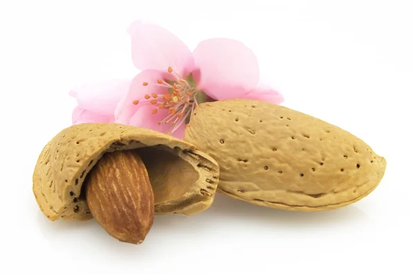 Nuts with flowers — Stock Photo, Image