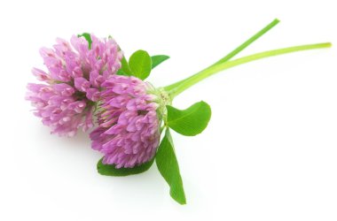 Red clover clipart