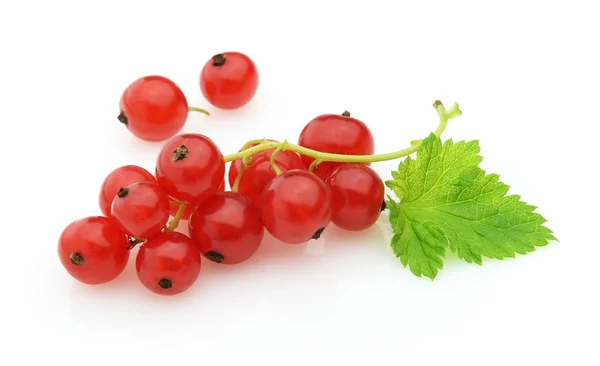 Currant with leaves — Stock Photo, Image