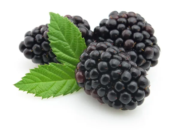 BlackBerry z liści — Zdjęcie stockowe