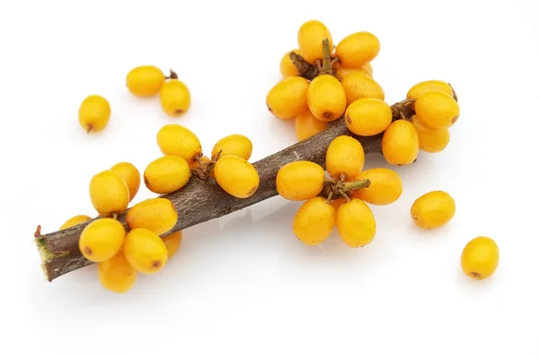 stock image Sea-buckthorn