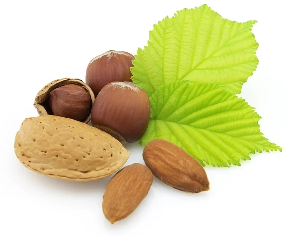 Filbert and almonds — Stock Photo, Image