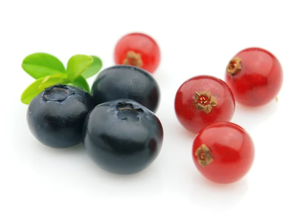 蓝莓和醋栗 — 图库照片