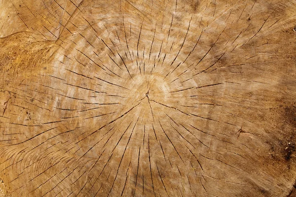 Stock image Close-up of old wood log