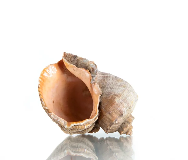 Seashell, tiro de estúdio — Fotografia de Stock