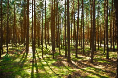 viejo bosque de pino