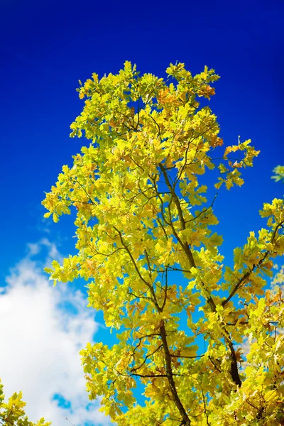 Herfst boom op een achtergrond van de hemel — Stockfoto