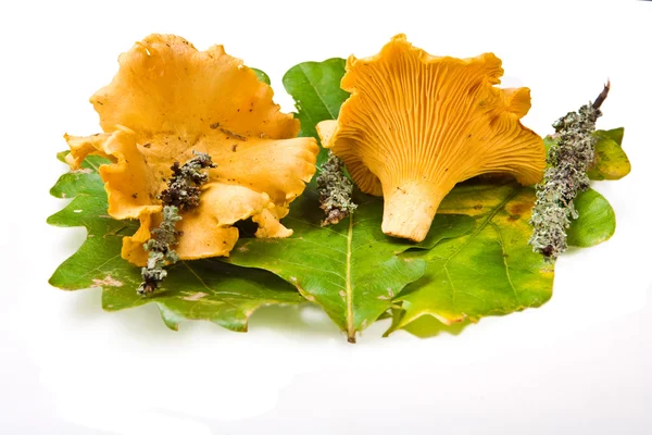Composição de cogumelos — Fotografia de Stock