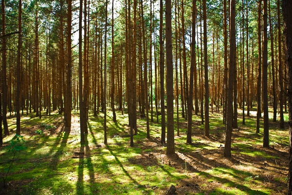 Velha floresta de pinheiro — Fotografia de Stock