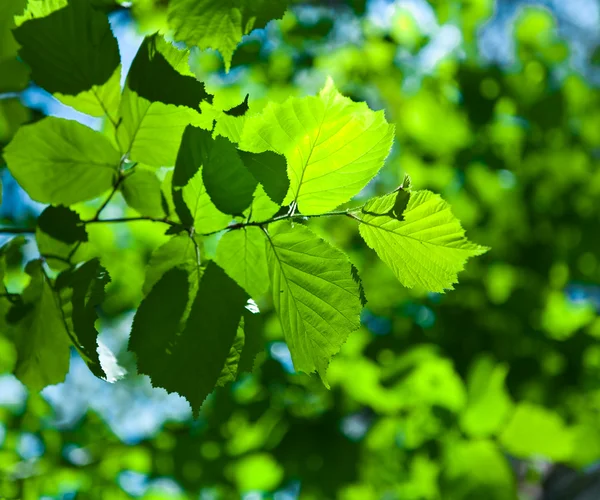 Grönt färskt bladverk — Stockfoto