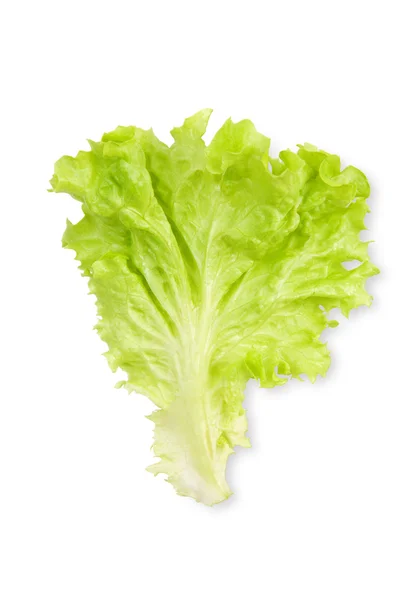Blad van salade — Stockfoto