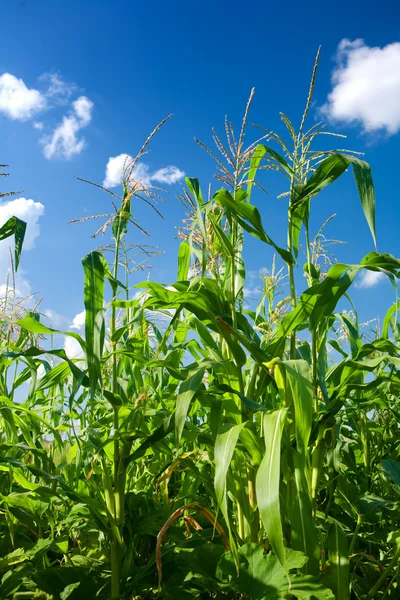Растения зеленой кукурузы — стоковое фото