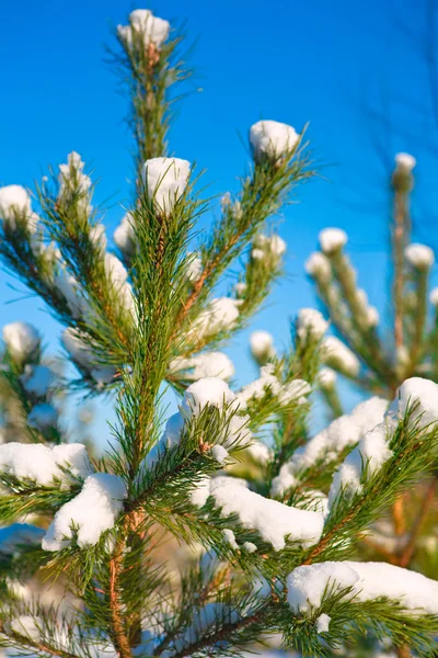 Top of pine tree with snow — Stock Photo, Image