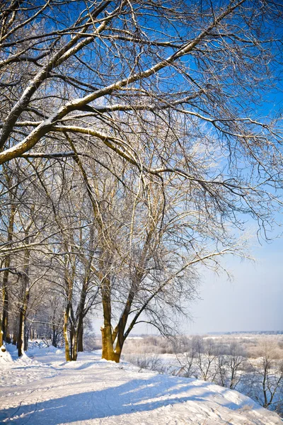 Winter park — Stock Photo, Image