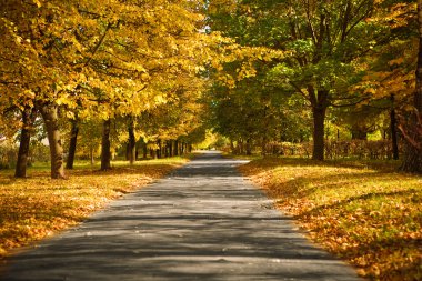 Lane in the autumn park clipart