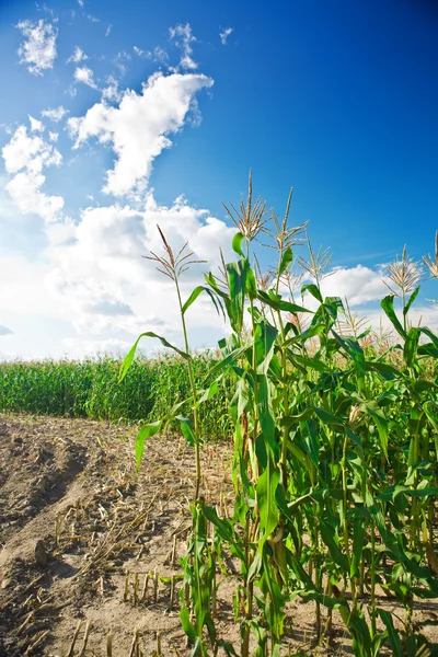 Lado del campo de maíz — Foto de Stock