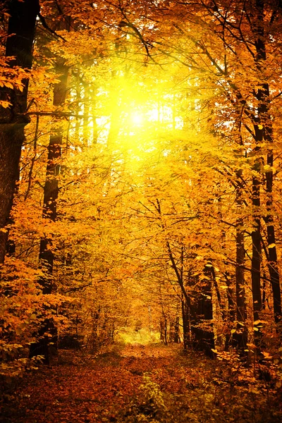 Sunrise in autumn forest — Stock Photo, Image