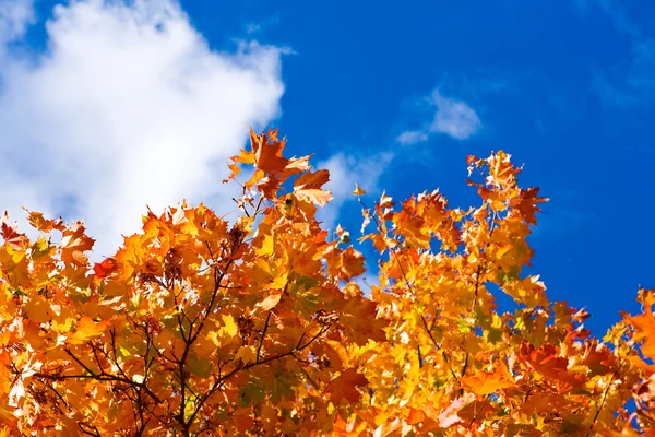 Babizna podzimní strom — Stock fotografie