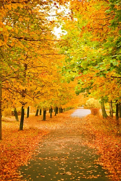 Orange autumnal park — Stock Photo, Image