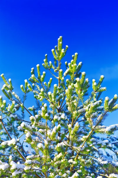Pinheiro no inverno — Fotografia de Stock