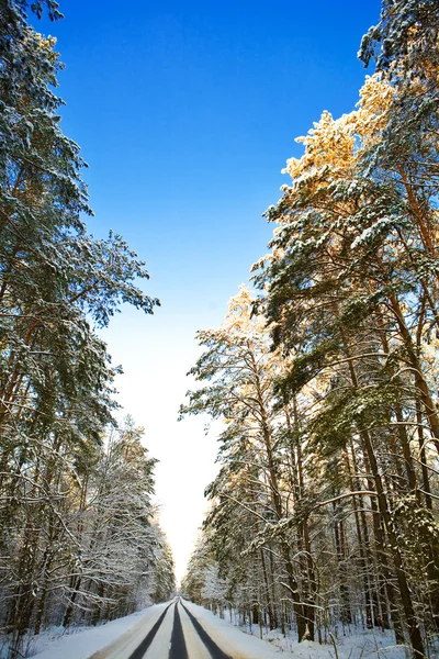 Silnice v zimním lese — Stock fotografie