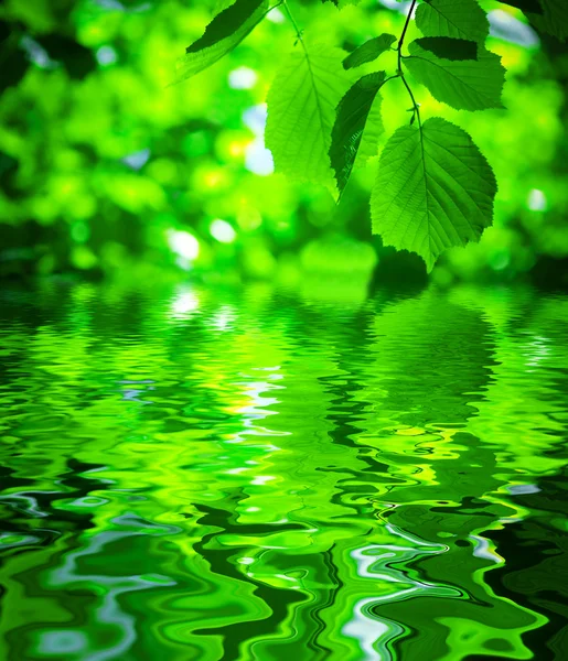 水の表面との葉 — ストック写真