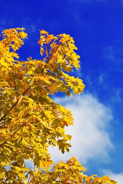 Podzimní žluté javor — Stock fotografie