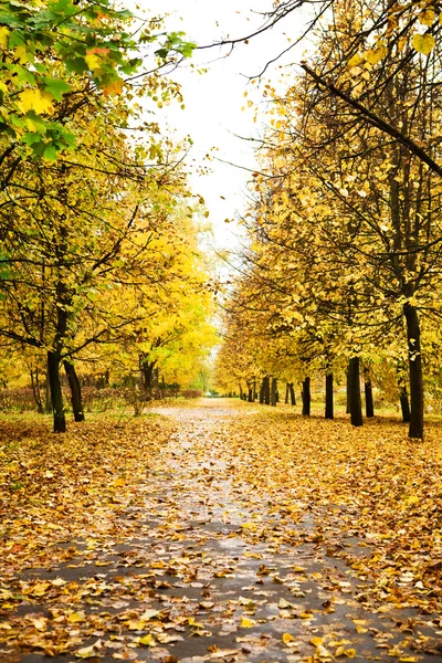 Bridhtly autumn alley — Stock Photo, Image