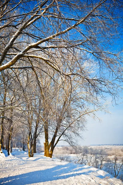 Parque no inverno — Fotografia de Stock