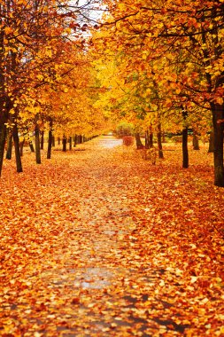 Orange autumn alley clipart