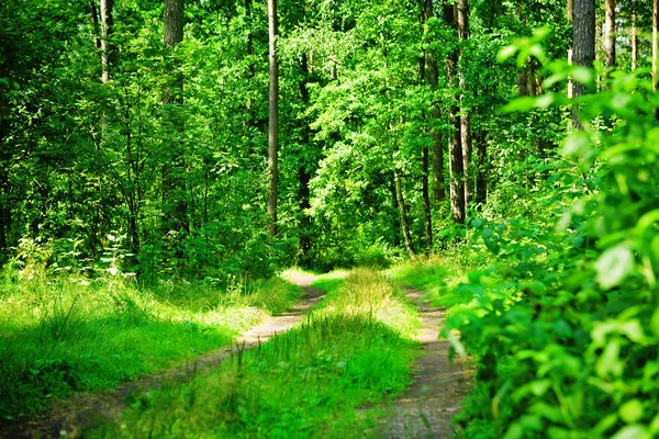 Groen bos weg — Stockfoto