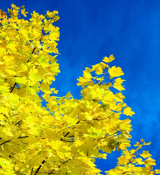 Hojas amarillas de otoño de manzano —  Fotos de Stock