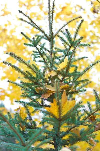 Сосна на размытом заднем плане желтой осенней листвы — стоковое фото