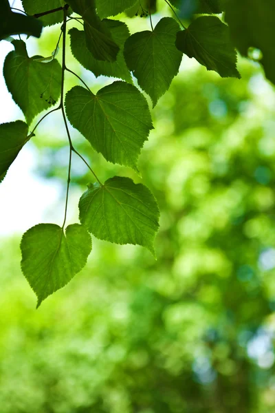 Gröna blad på en suddig bakgrund abstrakt — Stockfoto